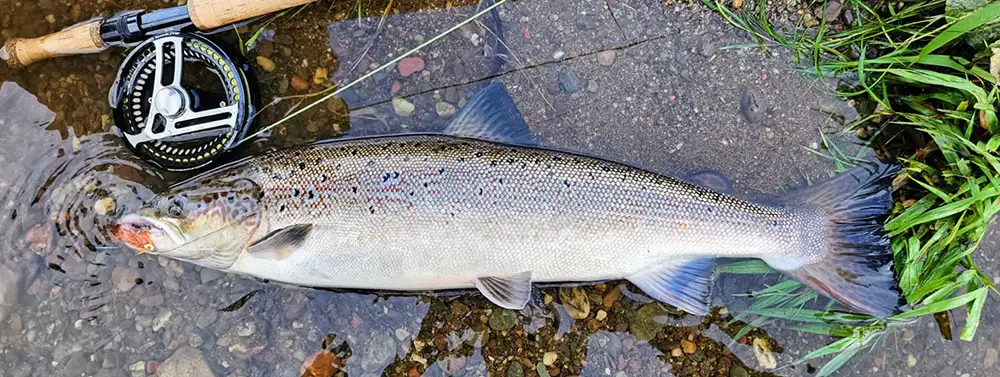 2023 Salmond and Sea Trout Report - Kinkell Fishings on the river Earn, Scotland